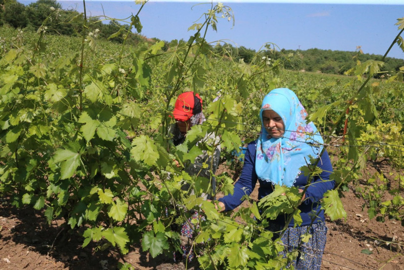 10 bin aile 'narince' ile geçimini sağlıyor - Resim: 1
