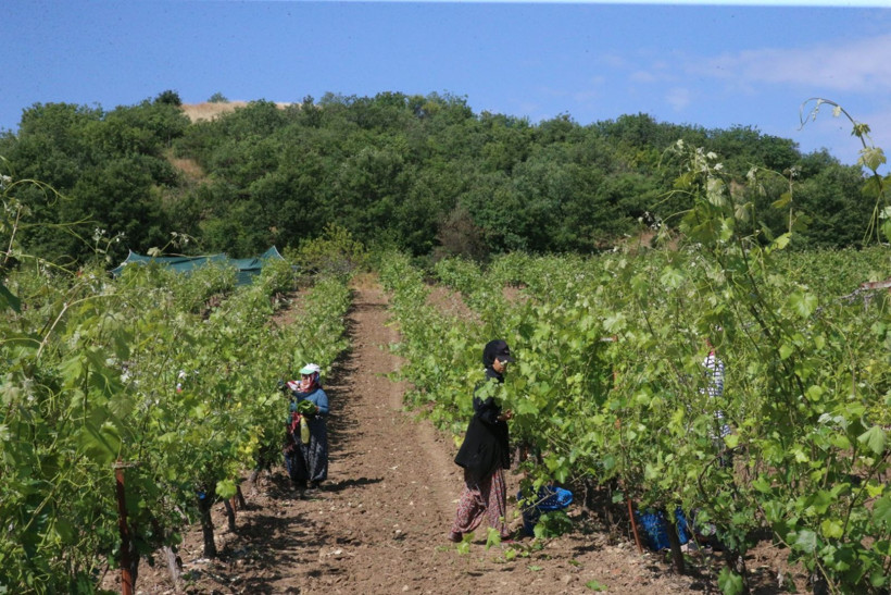 10 bin aile 'narince' ile geçimini sağlıyor - Resim: 2