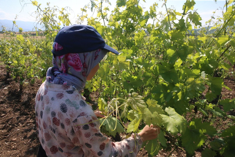 10 bin aile 'narince' ile geçimini sağlıyor - Resim: 4