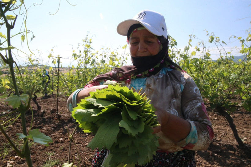 10 bin aile 'narince' ile geçimini sağlıyor - Resim: 5