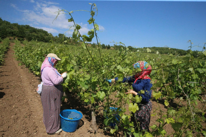 10 bin aile 'narince' ile geçimini sağlıyor - Resim: 6