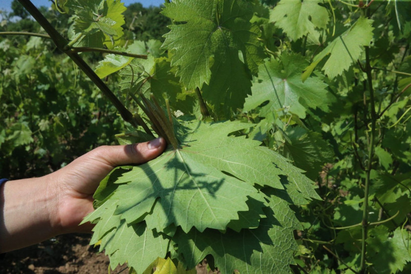 10 bin aile 'narince' ile geçimini sağlıyor - Resim: 7