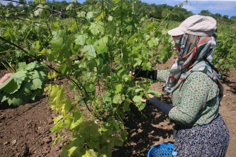 10 bin aile 'narince' ile geçimini sağlıyor - Resim: 8