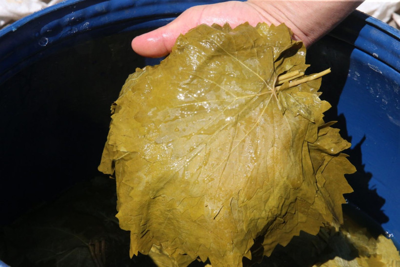 10 bin aile 'narince' ile geçimini sağlıyor - Resim: 13