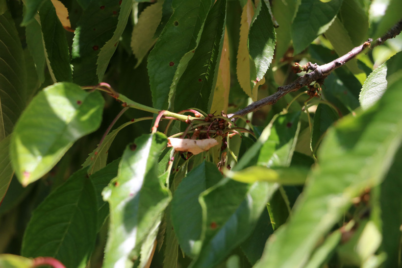 Kirazdan sonra vişnede de rekolte alarmı! - Resim : 2