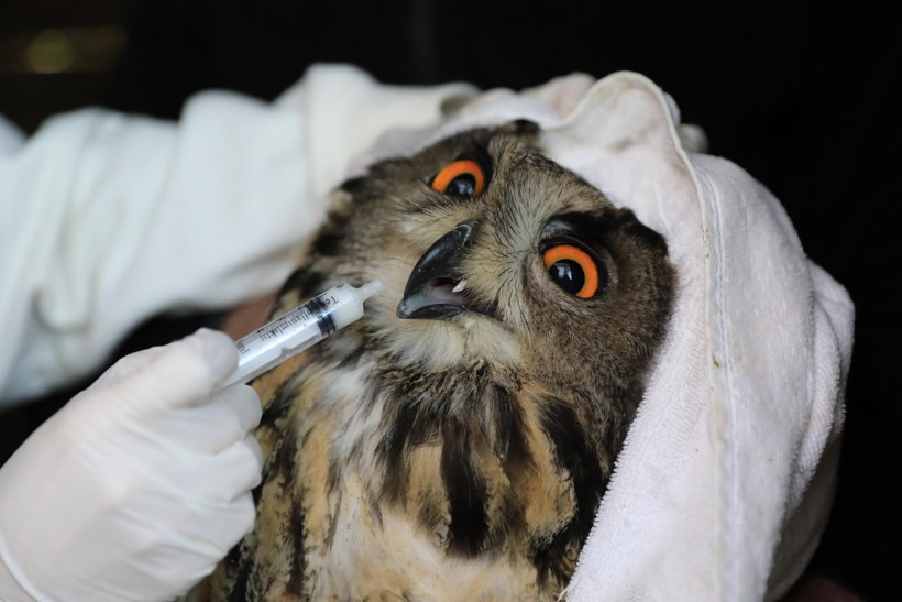 Yaralı puhu sonunda taburcu oldu - Resim : 1