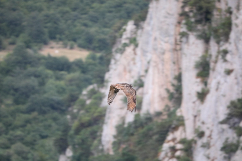 Yaralı puhu sonunda taburcu oldu - Resim : 2