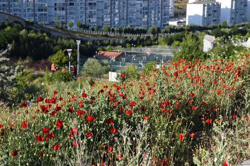 Gelinciklerin kırmızısı göz kamaştırdı - Resim: 3
