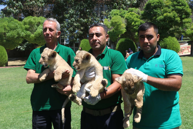 Erdoğan'ın aslanları yavruladı - Resim : 2
