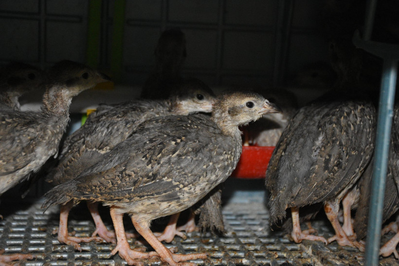 Kene ile mücadele için 177 bin keklik doğaya salındı - Resim : 2