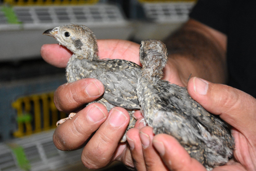 Kene ile mücadele için 177 bin keklik doğaya salındı - Resim : 1