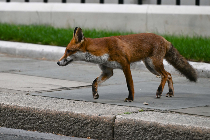 Kabineye sürpriz misafir - Resim : 1