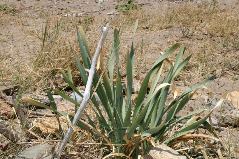 Kokusuyla çekiyor, koparana ceza yağıyor - Resim : 2
