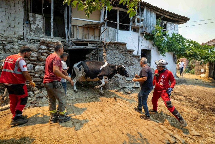 İzmir'de bir orman yangını daha - Resim : 6