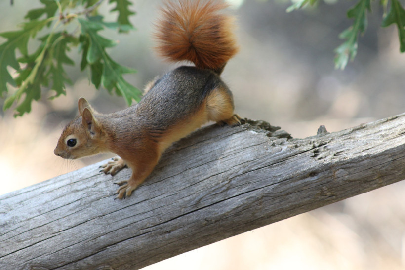 Görenleri hayrete düşürdü: Ekmek kokusuna geldi, sofraya oturdu - Resim : 1