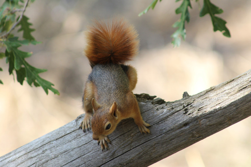 Görenleri hayrete düşürdü: Ekmek kokusuna geldi, sofraya oturdu - Resim : 2
