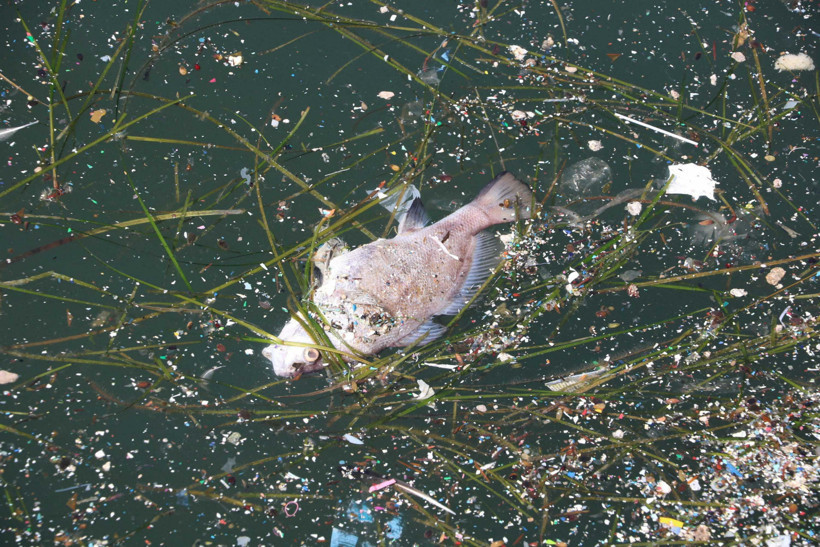 İzmir Körfezi için korkutan uyarı: Toplu balık ölümleri olacak - Resim : 2