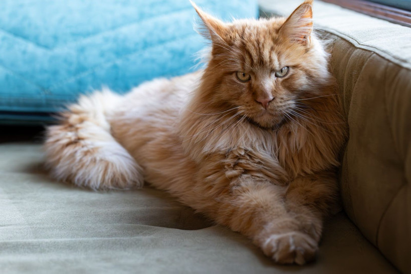 Kedinizin sizi sevdiğini gösteren 4 işaret - Resim: 10