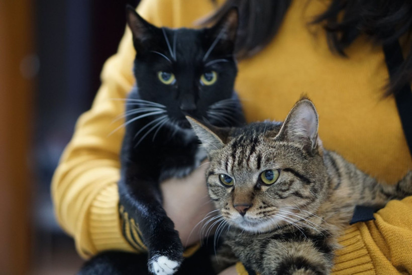 Kedinizin sizi sevdiğini gösteren 4 işaret - Resim: 7