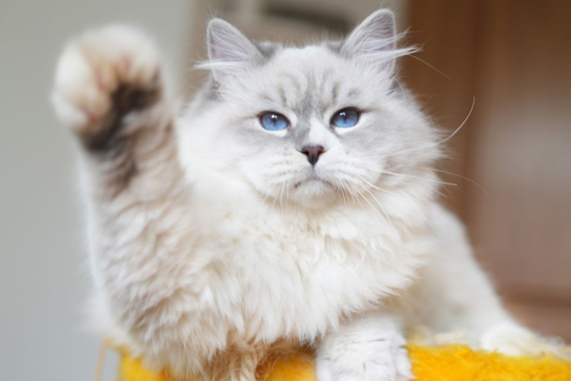 Kedinizin sizi sevdiğini gösteren 4 işaret - Resim: 8