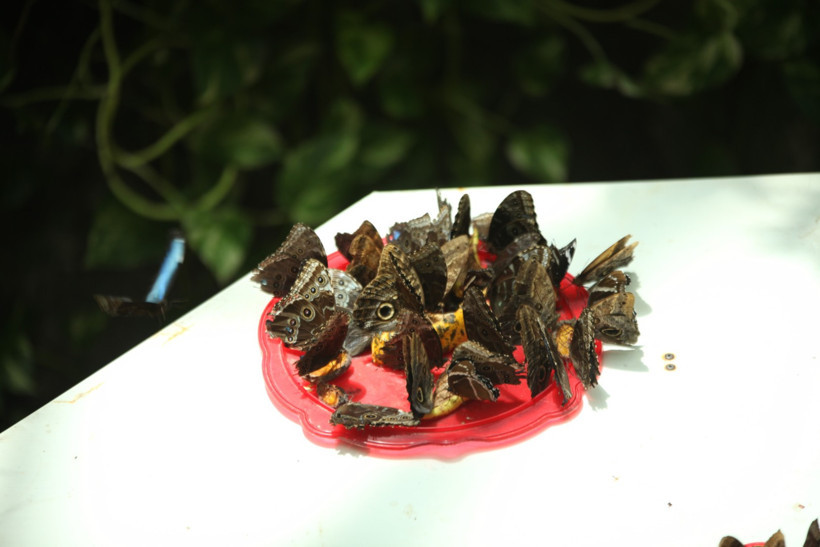 Panama’dan Filipinler’e, onbinlercesi Konya'da buluştu - Resim : 3