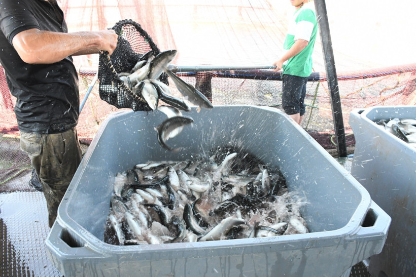 Denizi olmayan ilden dünyaya somon ve alabalık ihraç ediyorlar - Resim : 2