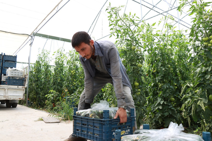 Uçak teknolojisİ okudu, memleketine dönüp çiftçi oldu - Resim : 1