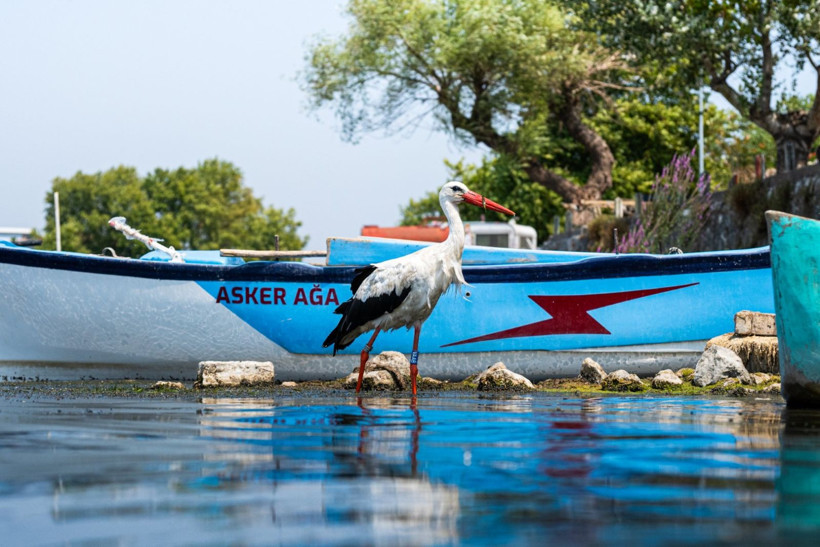 Gölyazı: Su kuşlarının sığınağı - Resim: 7