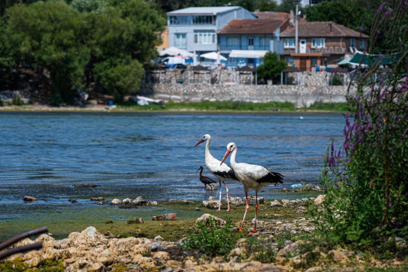 Gölyazı: Su kuşlarının sığınağı - Resim: 9