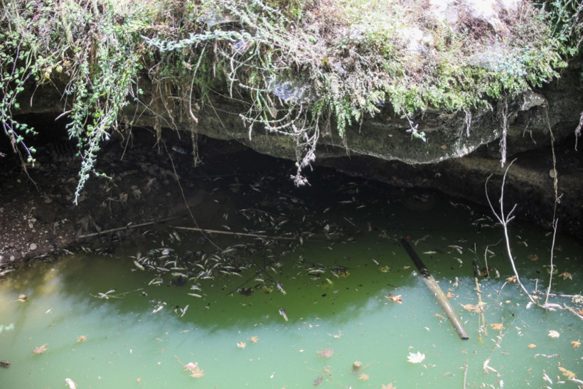 Gelin Düşen Deresi can çekişiyor! Yüzlerce çiçek balığı öldü - Resim : 3