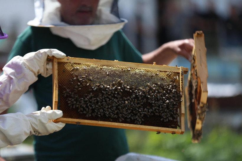 Dünyaca ünlü Anzer balının üretimi için mühürlenen peteklerden numune alındı - Resim : 1