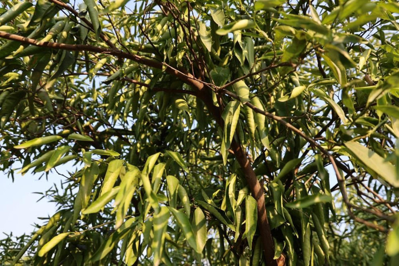 Endişe büyüyor: 'Arızalandığında bile böyle bir kriz yaşanmamıştı' - Resim: 1