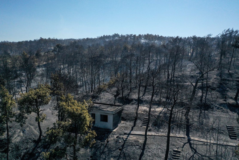 Cebimiz de yanıyor: Sadece bir hektarın maliyeti 600 bin lira - Resim: 8