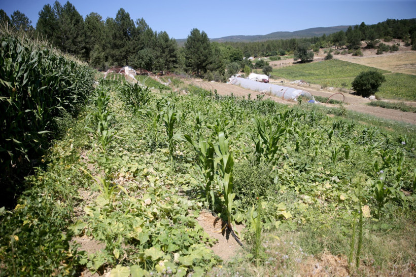 Kanser acısı onu organik tarıma yöneltti: Ata tohumuyla 250 çeşit ürün yetiştiriyor - Resim : 2