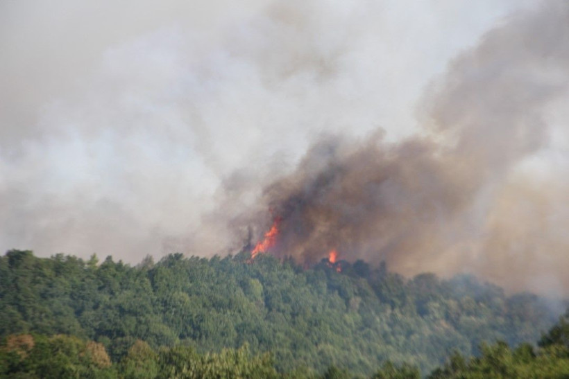 Kocaeli'de çıkan orman yangınına müdahale ediliyor - Resim: 22