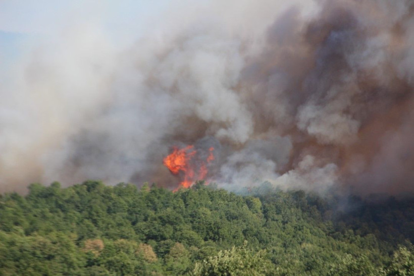 Kocaeli'de çıkan orman yangınına müdahale ediliyor - Resim: 24