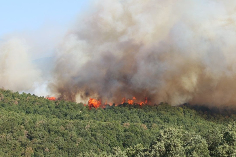 Kocaeli'de çıkan orman yangınına müdahale ediliyor - Resim: 10