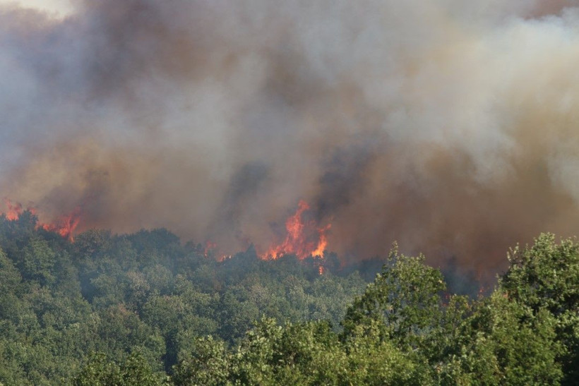 Kocaeli'de çıkan orman yangınına müdahale ediliyor - Resim: 16