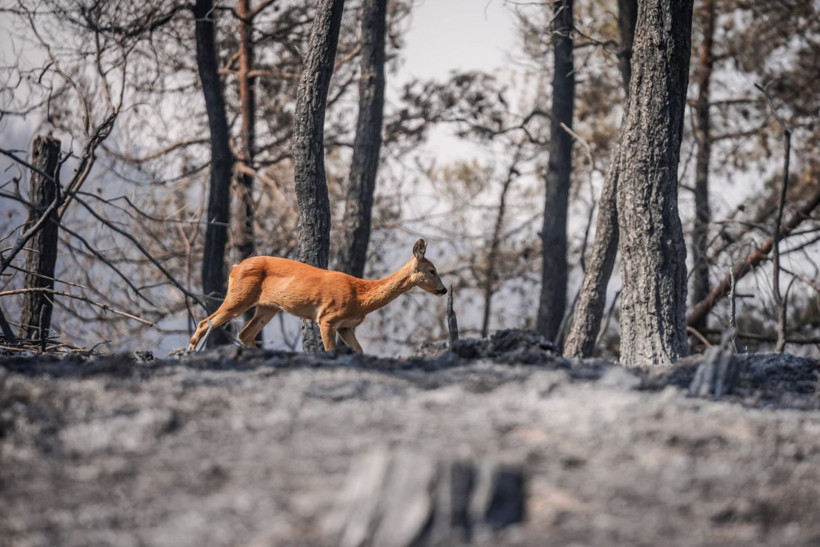 Can havliyle alevlerden kaçtı - Resim: 4