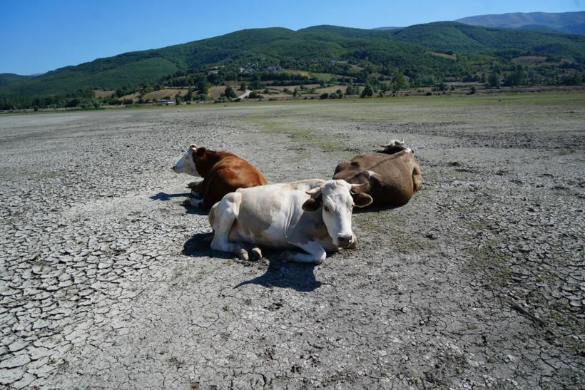 Su metrelerce çekildi: Bir zamanlar balıklar yüzüyordu, şimdi inekler otluyor - Resim: 1
