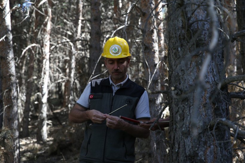 Erzurum'da yangın önlemi: Ormanlar kesiliyor - Resim : 1