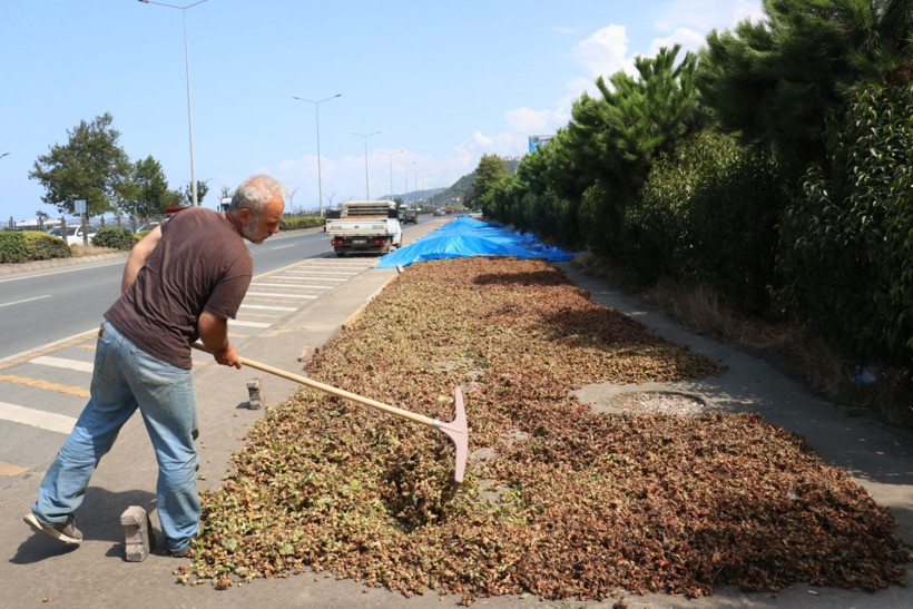 Kaldırımda fındık mesaisi - Resim: 1