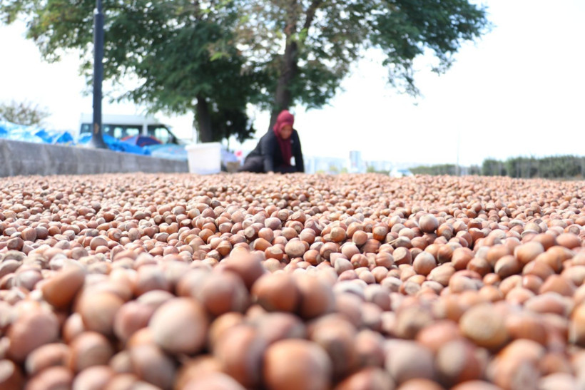 Kaldırımda fındık mesaisi - Resim: 2