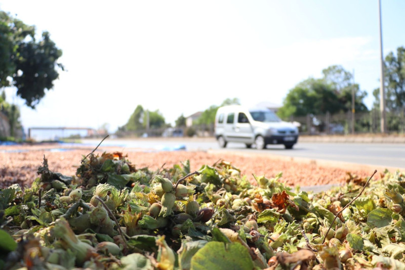 Kaldırımda fındık mesaisi - Resim: 4