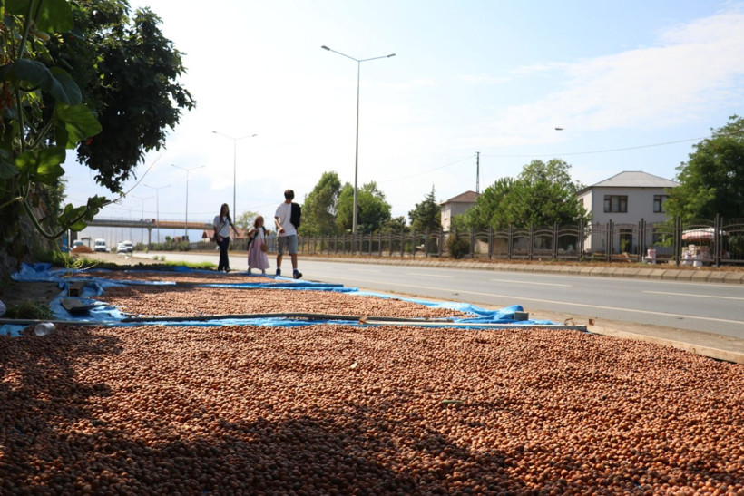Kaldırımda fındık mesaisi - Resim: 6