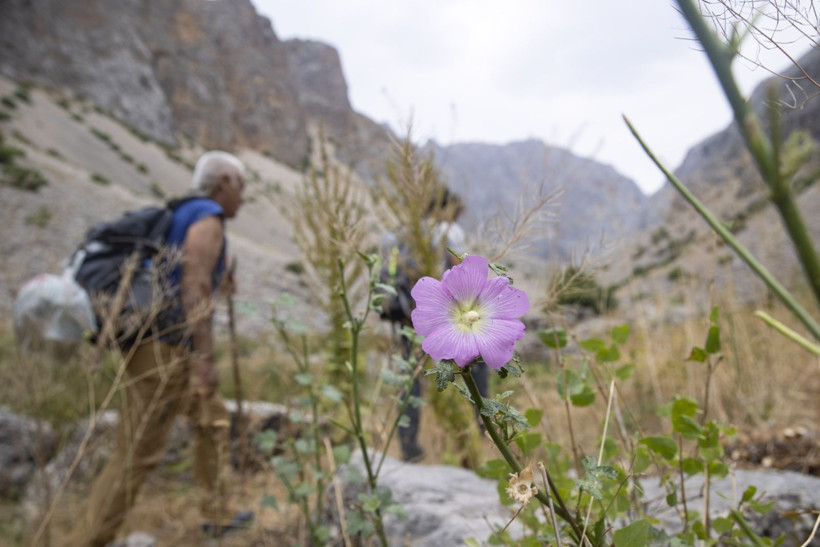 Anadolu'yu bitkiler için gezdi, Tunceli'de 5 yeni türü literatüre kazandırdı - Resim: 6