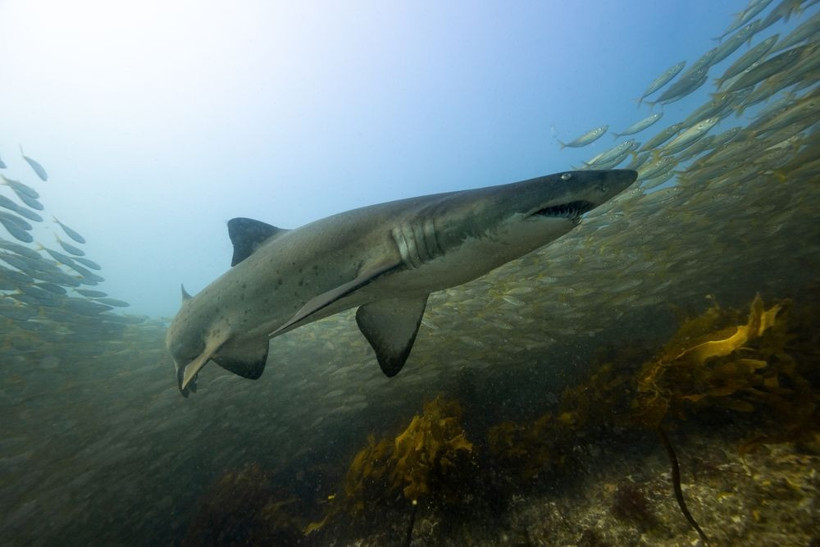 Bilim insanlarını şaşırtan keşif: Turuncu köpek balığı! - Resim: 7