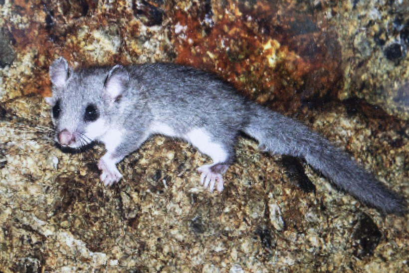 Munzur Dağları'nda bulundu: Anadolu Kayalık Yediuyuru - Resim : 2