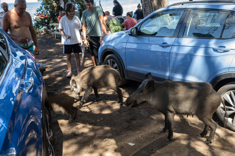 Domuzların plaj keyfi - Resim: 1