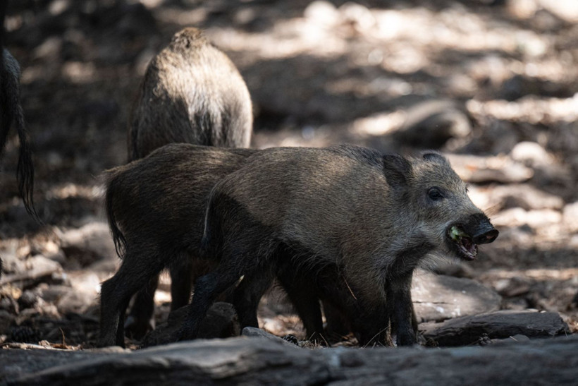 Domuzların plaj keyfi - Resim: 3